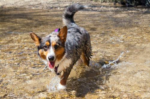 emmathebean:teslacardi:  Yesterday miss emmathebean and I went hiking and swimming at a nature preserve.  We got super muddy and were able to clean off in the creeks!  Super thankful that emma’s mom took pictures of me!  Hope we can do it again but