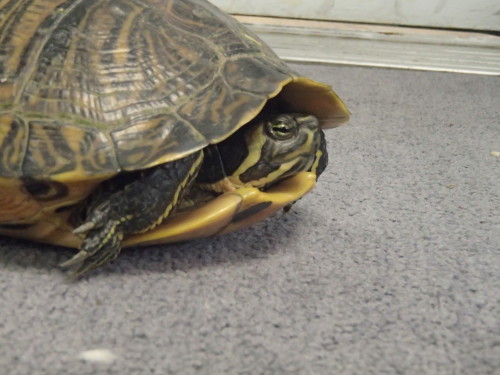 tortle:  iheartvmt:  One of our assistants found this turtle in the middle of the road and didn’t kn