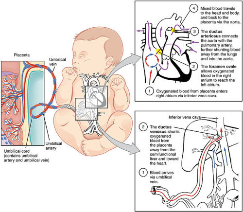 For the 2015 MCAT think of the Circulatory System as a Circuit! Some useful links here: Re