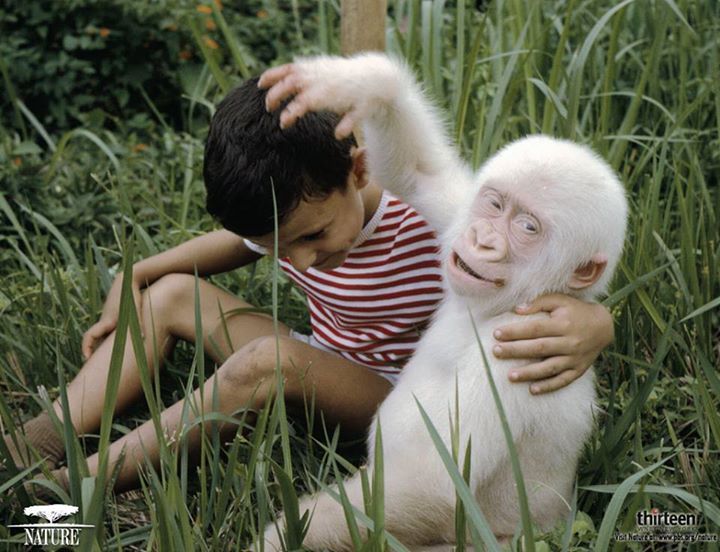 pbsnature:  This picture just makes everything better! But Snowflake the albino gorilla’s
