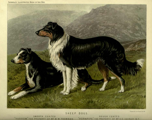 “The system of breeding these dogs by shepherds has been altogether independent of consideration of 