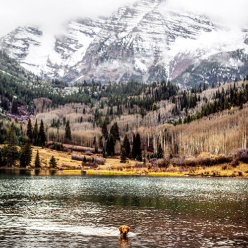 culturenlifestyle: Canine Travel Companion Proves To Be More Than Man’s Best Friend Aspen, a golden 