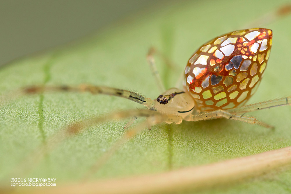 itscolossal:  Photographer Nicky Bay Documents Mirror Spiders Adjusting their Silver