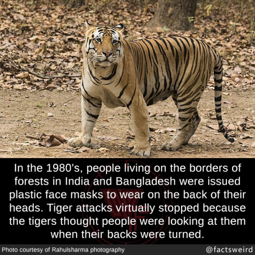 mindblowingfactz:In the 1980’s, people living on the borders of forests in India and Banglades