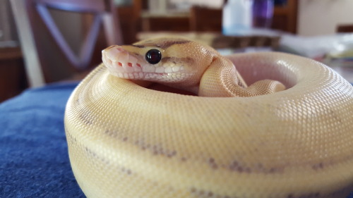 The most accurate shots of her color! And those eyes!