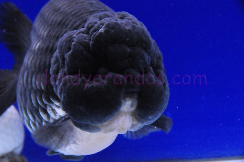 finefeatheredfish:Blue RanchuDandy Orandas  This is a goldfish orbA glorb