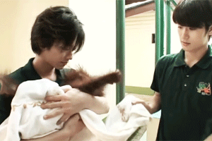 takeruandcaterpillars:HT2: Takeru x Baby Orangutan