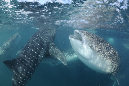 nubbsgalore:photos by marine biologist thomas peschak of whale sharks in the gulf of tadjoura, dji