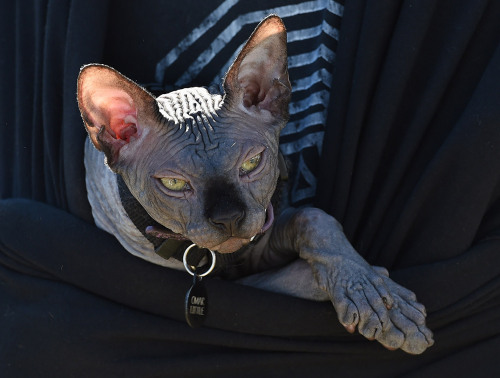 Omar Little the Sphynx Cat - Los Angeles 2014 Here are some press and AFP/Getty pictures of Omar at 