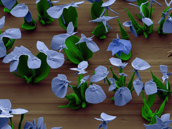 sixpenceee:  Harvard Scientist Grows Microscopic FlowersInside a tiny beaker of water