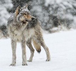 beautiful-wildlife:  Gray Ghost Of The Northfork by Amy