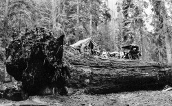 Un pique-nique en voiture sur le tronc d’un arbre déraciné dans le Parc Naturel de Séquoia aux Etats-Unis en 1917.