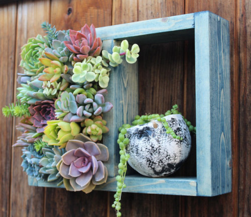 sosuperawesome: Vertical Succulent Gardens by Succulent Wonderland on EtsySee our ‘succulents&