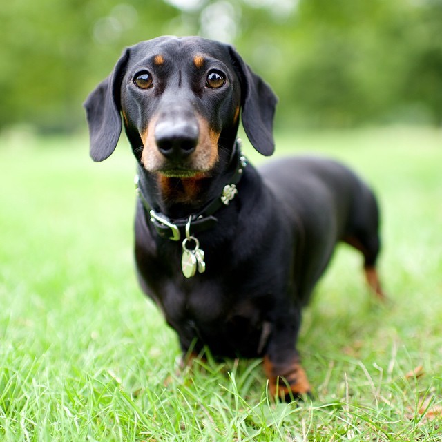 thedogist:
“ Herman le Grande, Dachshund (3 y/o), Hyde Park, London, UK
”