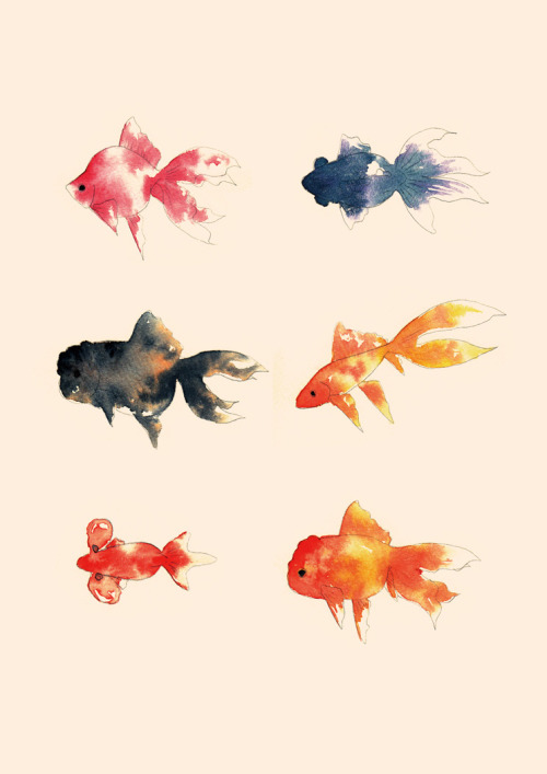 azkingyo:  金魚（琉金、出目金、青文魚、コメット、水泡眼、オランダ獅子頭） 課題用に作成