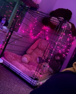 XXX baby-foxx:my cage is just so pink and pretty photo