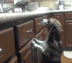 gifsboom:  Parrot Feeds Spaghetti to Dog Friend. [video]