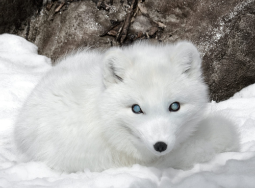 end0skeletal: Gandalf the blind arctic fox lives at the Montreal Ecomuseum Zoo. Born with a degenera