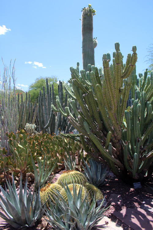cactguy:Desert Botanical Garden / Phoenix, ArizonaBackyard please.Best of all time: #8