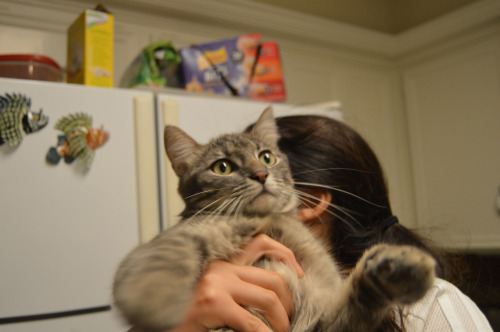 tokays:FREE CAT ADOPTION TO APPROVED TEXAS HOME.  Yes, completely free!Jorah is a gorgeous gray