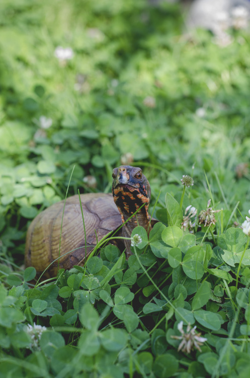 Turtle Salad