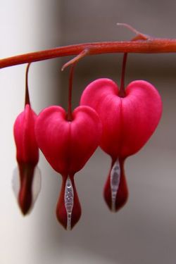 Sh-Inaam: Bleeding Heart Flowers May Cry Pretty Teardrops.