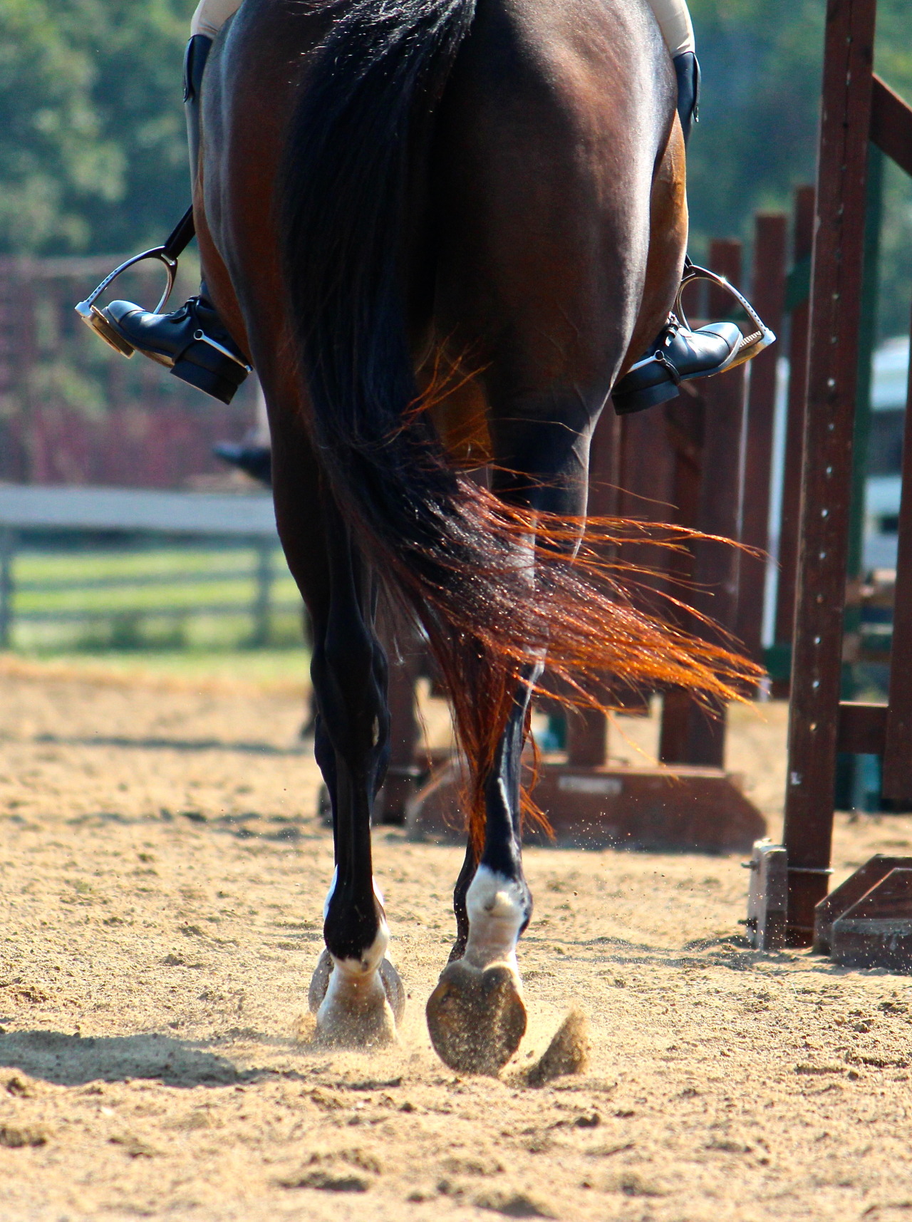 I love red tipped tails lol
