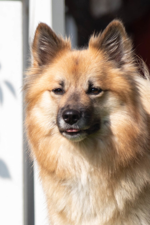 nefja: There’s some very important blepping to report