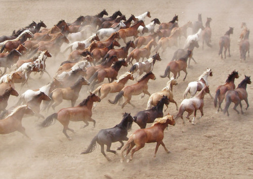 horsesornothing:  Calgary Stampede . by ibex51 on Flickr.