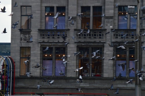 Amsterdam Window 18