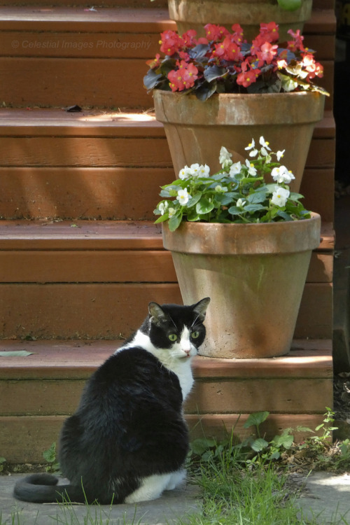 Cats and begonias