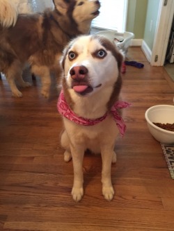 awwww-cute:  I have the derpiest dog ever