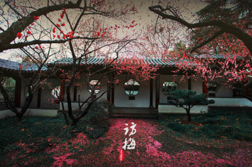 Plum blossoms by 葛宏军