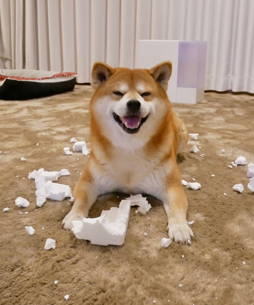torukou:shibainu.berry