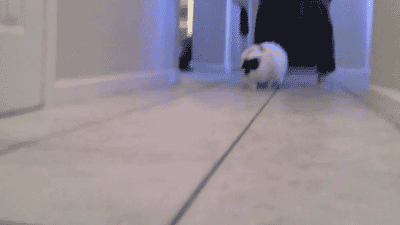 unregistered-hypercam2:  kittykhole:  fat cat running  look at him… look at how deliberate each step and movement is. look at how mathematically perfect that 90 degree corner turn was… this cat is on another level far beyond us all 