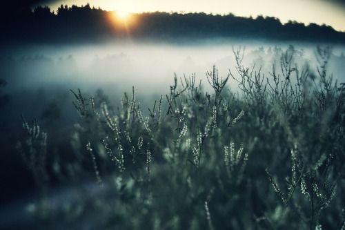 expressions-of-nature: by: Maria Korneev