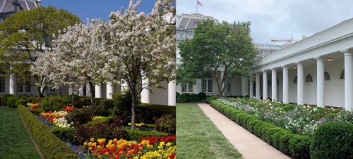  Jardín de Rosas de la Casa Blanca antes y después de la ‘renovación’ hecha por Melania 