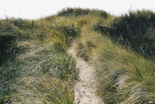 momo4usa:The path to the Oregon Coast.
