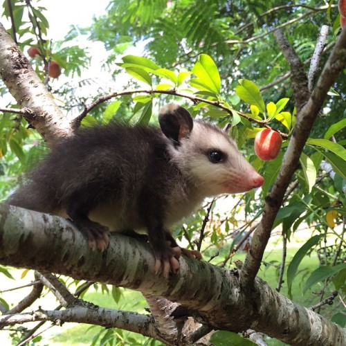 mikeyshoeman:I JUST FOUND A BABY POSSUM IN THE PEACH TREE