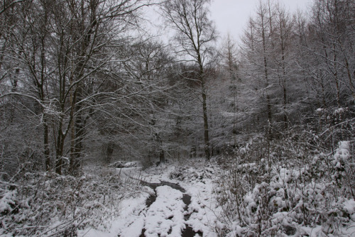 Winter Wonderland by Julian