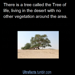 ultrafacts:  sadsymphonys:  ultrafacts:  The Tree of Life in Bahrain is believed to be over 400 years old and is unusual as it is in the middle of the desert &amp; is the only tree growing for miles. Many people visit this tree every year and it is a