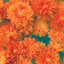 teal-mangotree