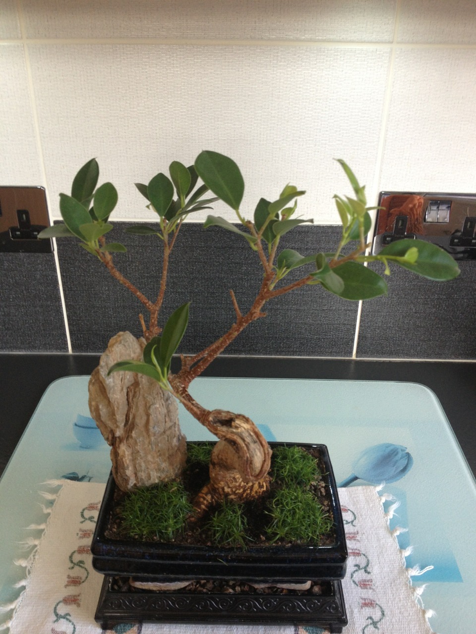 chris-dougal:  The fig bonsai after its first pruning &amp; the Jin &amp;