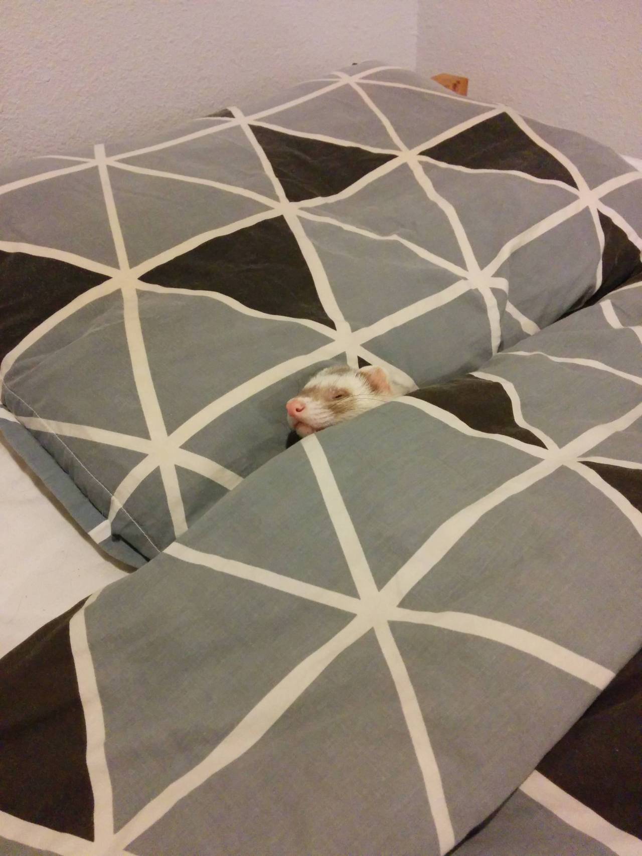  Maurice thinks he’s people.  