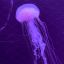 pretty-squid