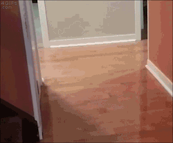 catgifcentral:  Parkour kitty. Cat GIF Central.