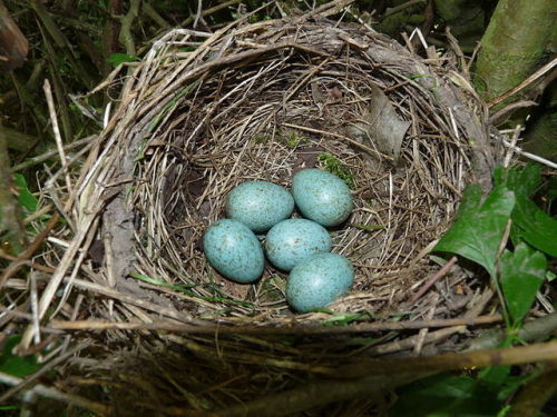 brigantias-isles: Blackbird’s Nest nottsexminer