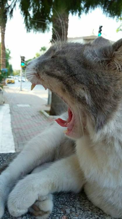 catbianecem: ‘’ROAR!’’