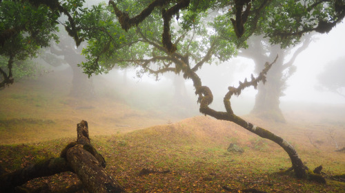 90377:Madeira by joaquinportela  