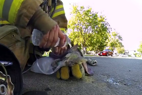 Fireman rescued and saved kitten. We love firemen…